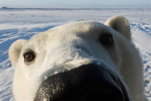 up close polar bear 